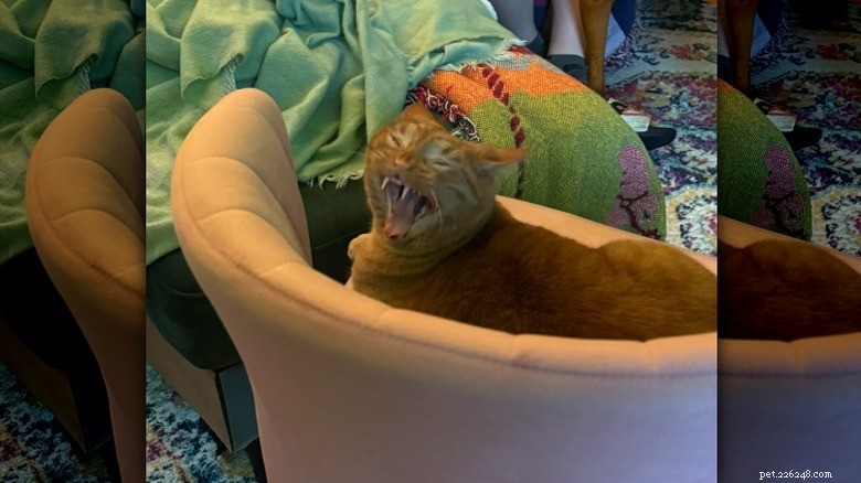 16 Cat Owner Dilemmas You’ll Never Want to Hear About