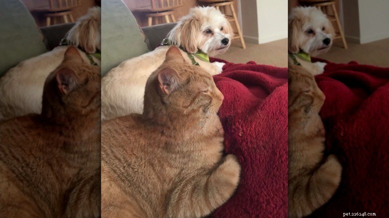 16 Cat Owner Dilemmas You’ll Never Want to Hear About
