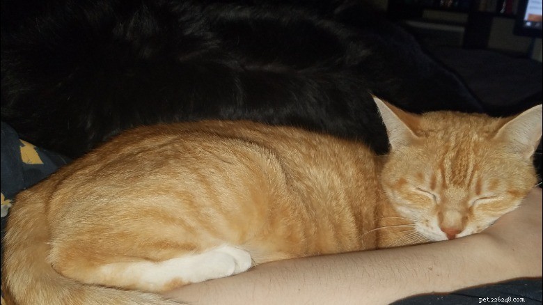 16 Cat Owner Dilemmas You’ll Never Want to Hear About