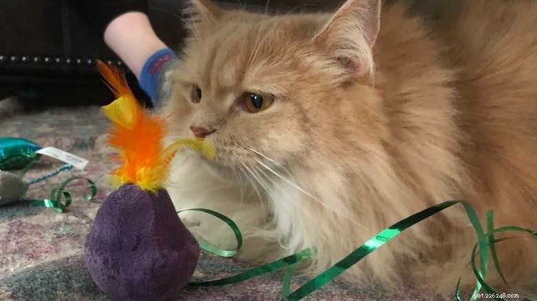 16 Cat Owner Dilemmas You’ll Never Want to Hear About