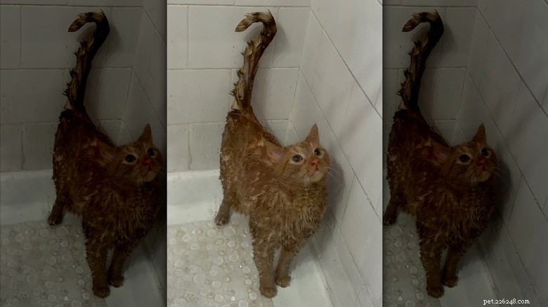 16 Cat Owner Dilemmas You’ll Never Want to Hear About