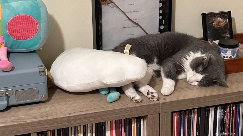 16 Cat Owner Dilemmas You’ll Never Want to Hear About