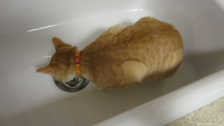 16 Cat Owner Dilemmas You’ll Never Want to Hear About