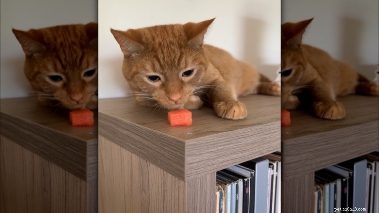 16 Cat Owner Dilemmas You’ll Never Want to Hear About