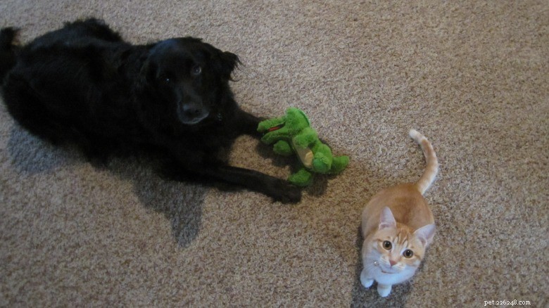 16 Cat Owner Dilemmas You’ll Never Want to Hear About