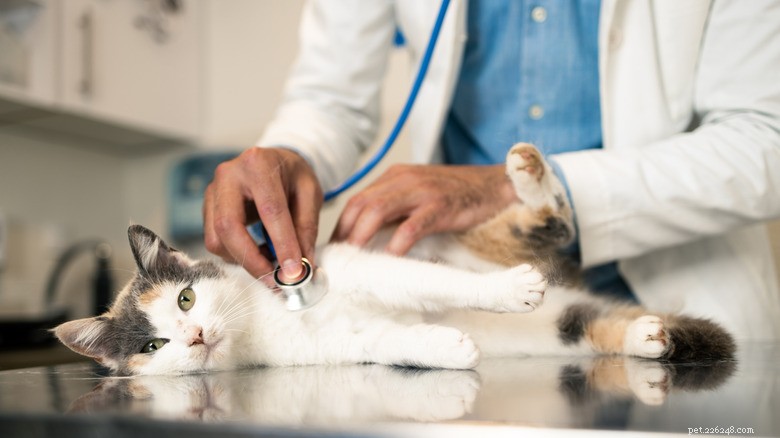 What to Watch for After Your Cat’s Vaccination: Signs of a Bad Reaction