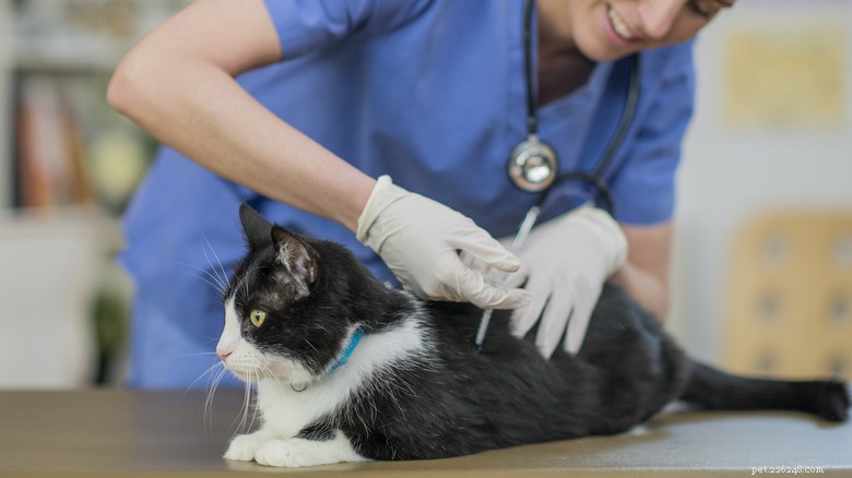 What to Watch for After Your Cat’s Vaccination: Signs of a Bad Reaction