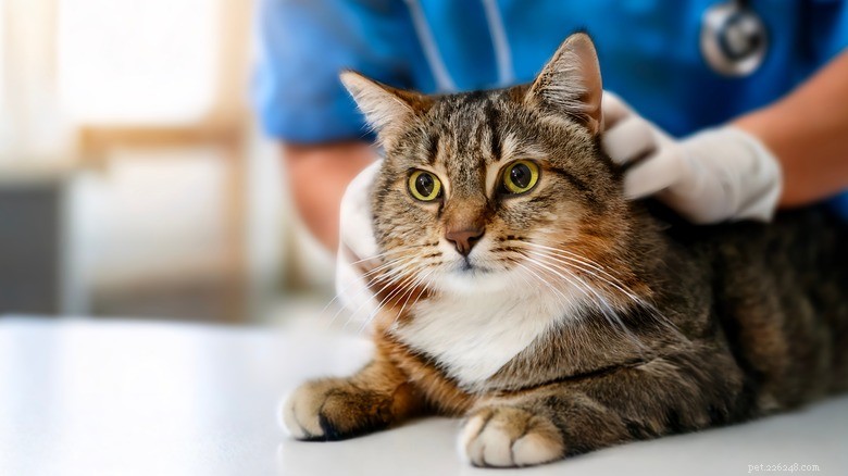 15 Zoonotic Diseases Your Cat Can Transmit to Humans