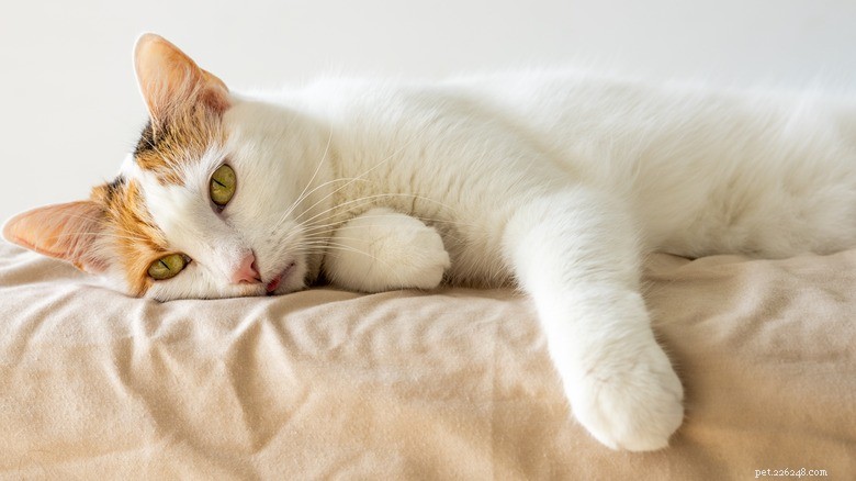 15 Zoonotic Diseases Your Cat Can Transmit to Humans
