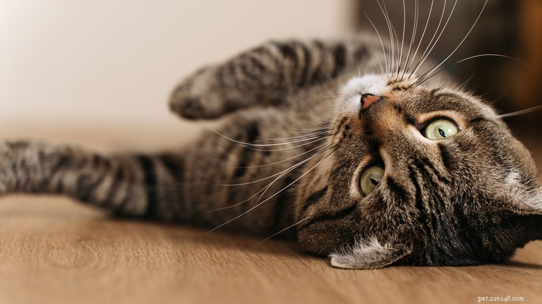 15 Zoonotic Diseases Your Cat Can Transmit to Humans