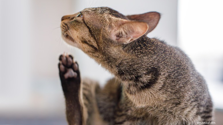 15 Zoonotic Diseases Your Cat Can Transmit to Humans