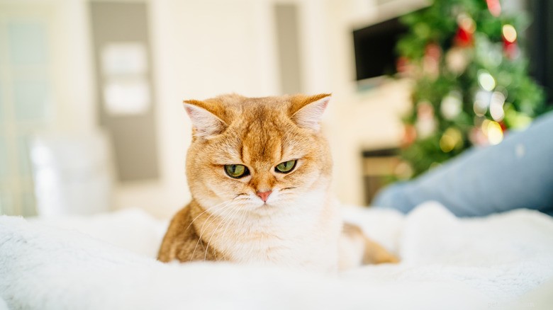 15 Zoonotic Diseases Your Cat Can Transmit to Humans