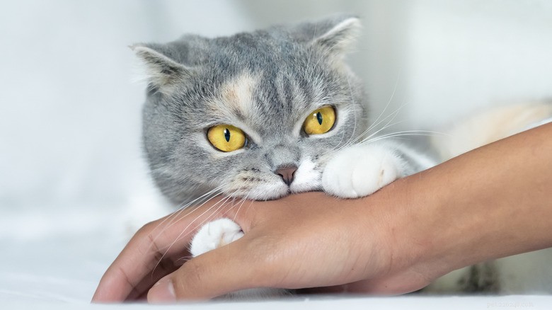 15 Zoonotic Diseases Your Cat Can Transmit to Humans