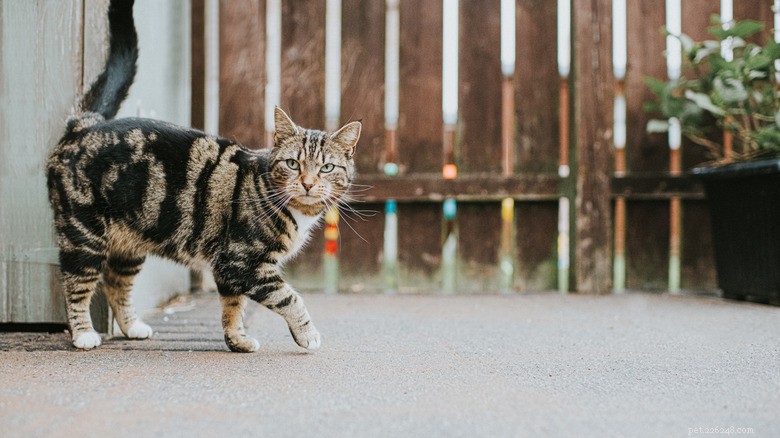 15 Zoonotic Diseases Your Cat Can Transmit to Humans