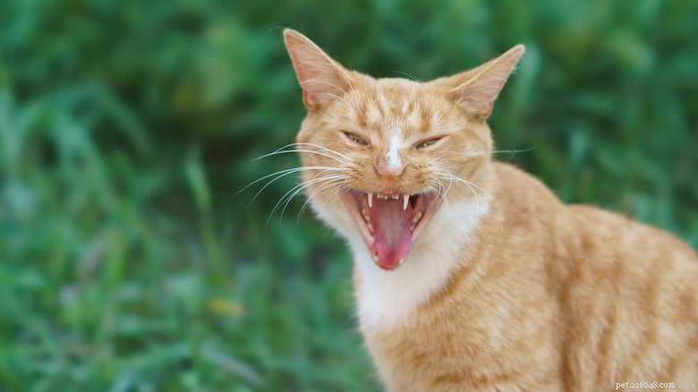 15 Zoonotic Diseases Your Cat Can Transmit to Humans