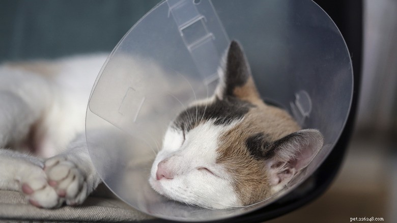 Beyond the Cone: Innovative Pet Health Devices for Comfort & Care