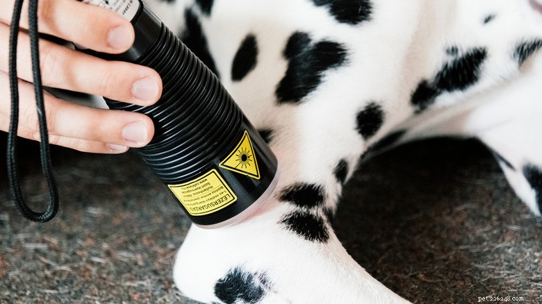 Beyond the Cone: Innovative Pet Health Devices for Comfort & Care