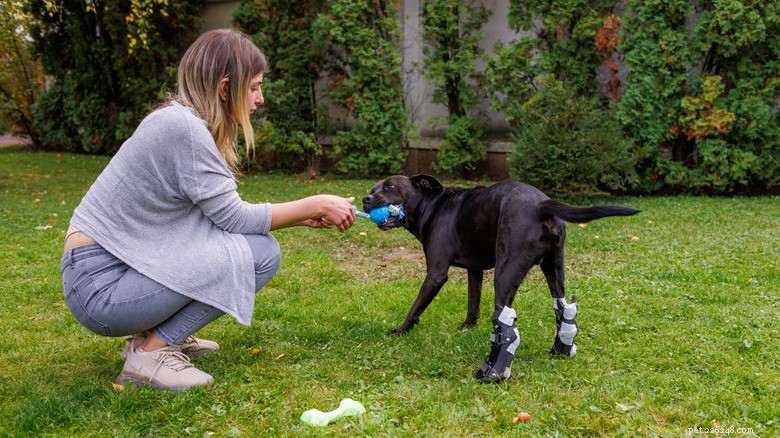 Beyond the Cone: Innovative Pet Health Devices for Comfort & Care