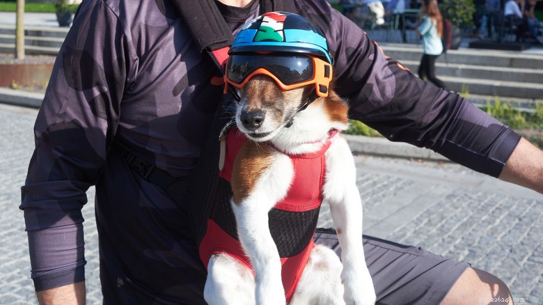 Beyond the Cone: Innovative Pet Health Devices for Comfort & Care