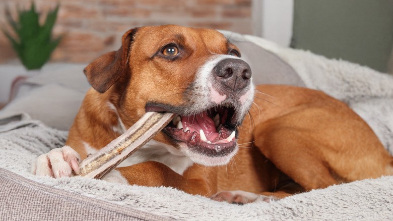 Protect Your Pet’s Smile: Avoid These Treats That Harm Teeth