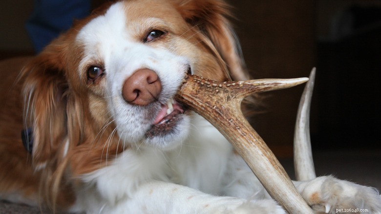 Protect Your Pet’s Smile: Avoid These Treats That Harm Teeth