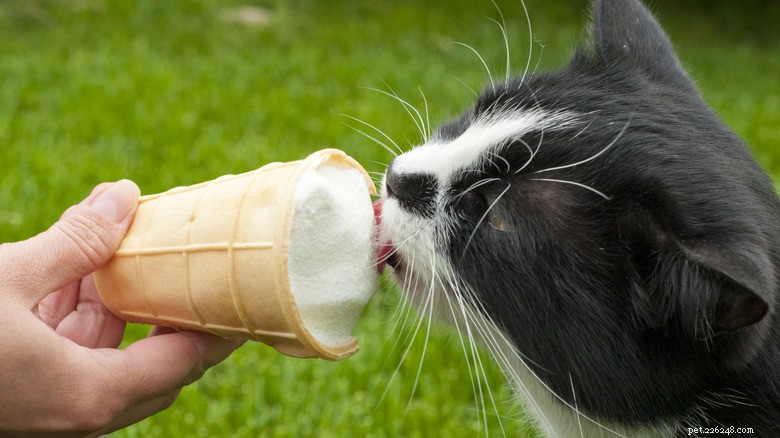 Protect Your Pet’s Smile: Avoid These Treats That Harm Teeth