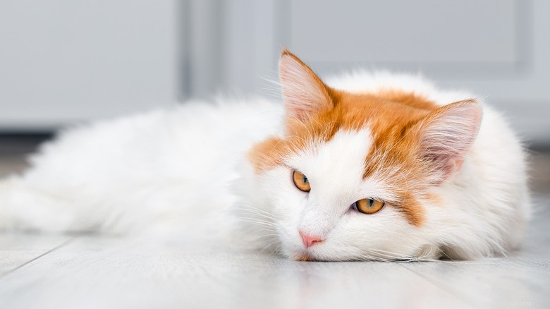 Common Health Issues in Newly Adopted Shelter Cats—What to Watch For