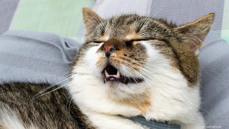 Common Health Issues in Newly Adopted Shelter Cats—What to Watch For