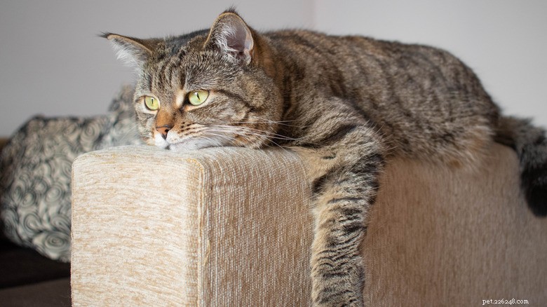 Common Health Issues in Newly Adopted Shelter Cats—What to Watch For