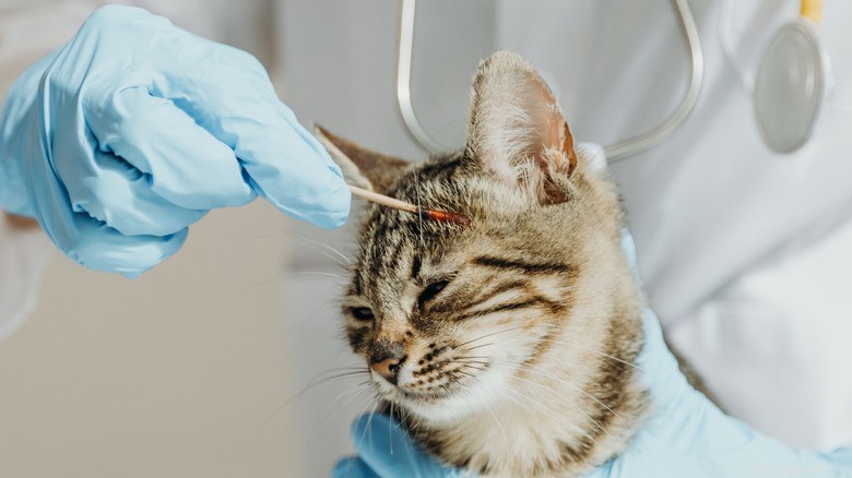 Common Health Issues in Newly Adopted Shelter Cats—What to Watch For