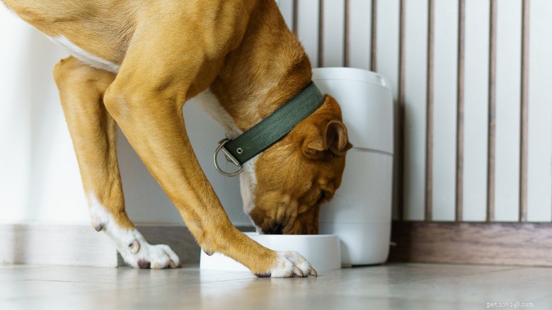 Are Automatic Cat Feeders Worth It? Pros, Cons, and Expert Insights