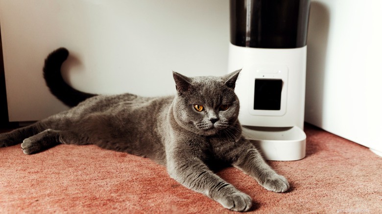 Are Automatic Cat Feeders Worth It? Pros, Cons, and Expert Insights