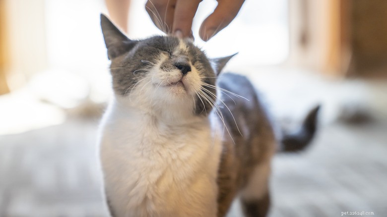 Why Your Cat Might Not Purr – 3 Common Causes & When to Seek Help