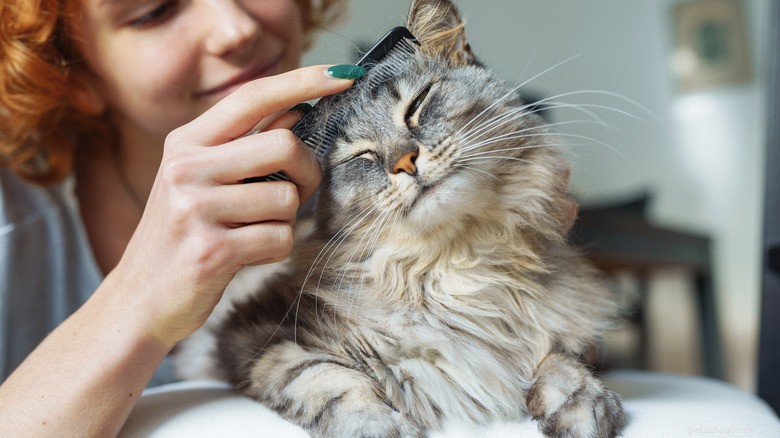 Why Your Cat Might Not Purr – 3 Common Causes & When to Seek Help