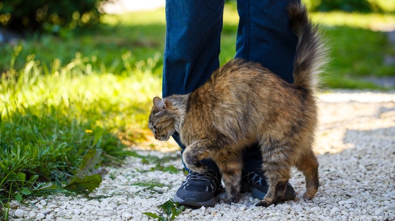 Why Cats Shadow Their Owners: Insight Into Attachment and Red Flags