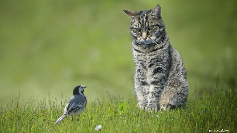 How Cat Illnesses Can Be Transmitted to Humans – Key Symptoms to Monitor