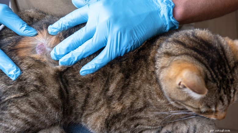 How Cat Illnesses Can Be Transmitted to Humans – Key Symptoms to Monitor
