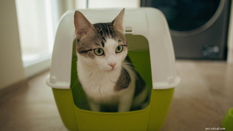 How Cat Illnesses Can Be Transmitted to Humans – Key Symptoms to Monitor