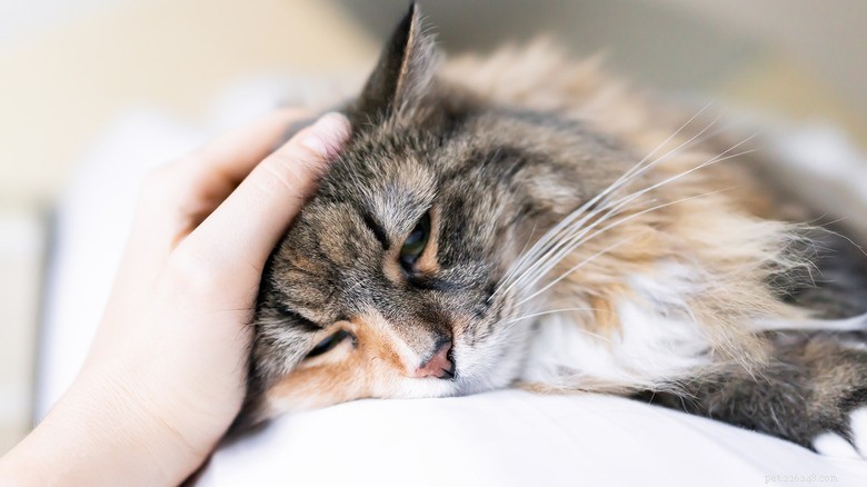 How Cat Illnesses Can Be Transmitted to Humans – Key Symptoms to Monitor