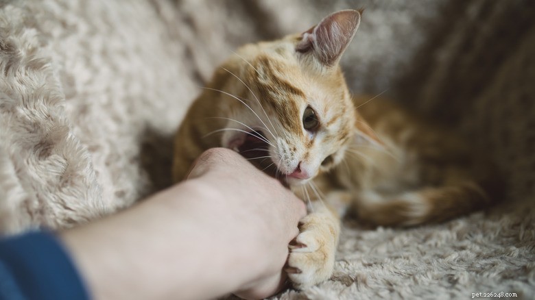 How Cat Illnesses Can Be Transmitted to Humans – Key Symptoms to Monitor