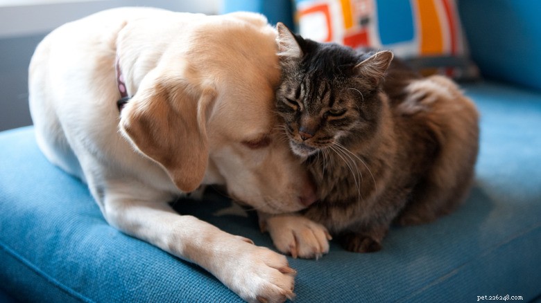 How a Common Habit Is Hurting Your Pets—What You Need to Know