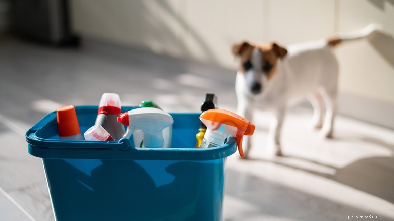 Ammonia in Cleaning Products: Hidden Risks to Your Pets and How to Protect Them