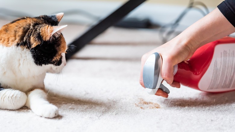 Ammonia in Cleaning Products: Hidden Risks to Your Pets and How to Protect Them