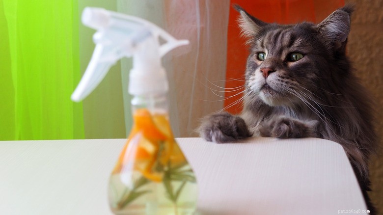 Ammonia in Cleaning Products: Hidden Risks to Your Pets and How to Protect Them