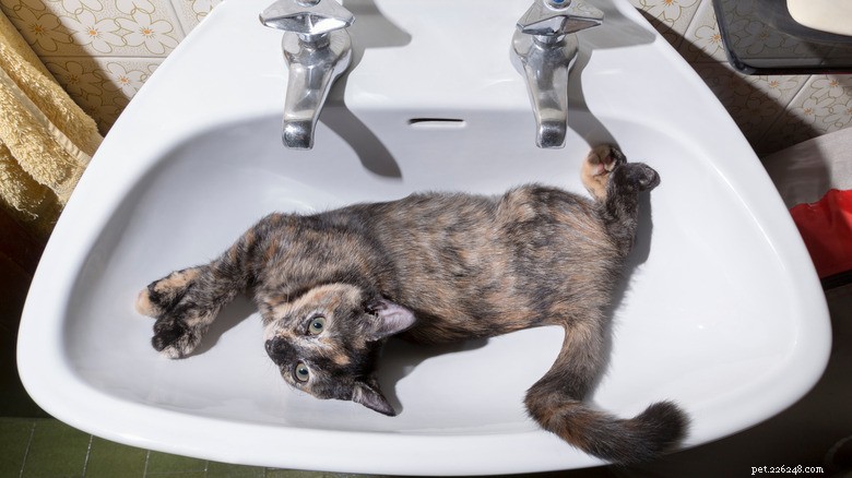 Why Cats Are Attracted to Bleach: The Science Behind Their Curiosity
