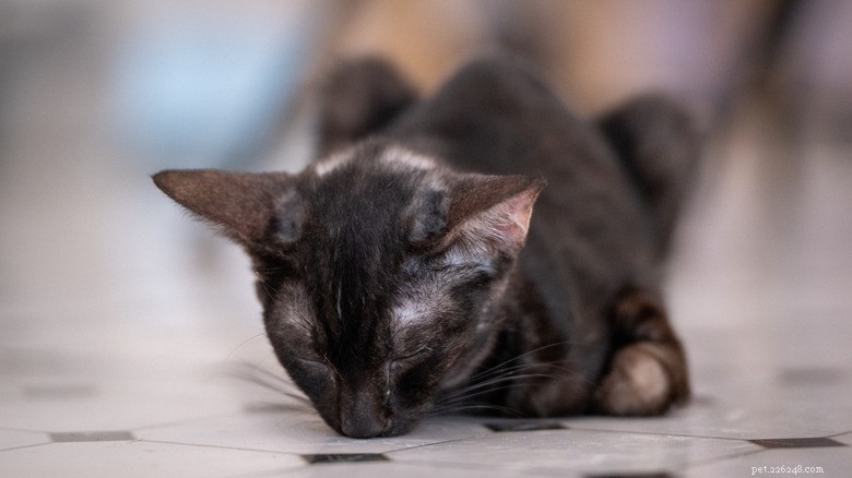 Why Cats Are Attracted to Bleach: The Science Behind Their Curiosity