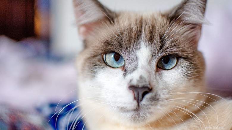 Understanding Strabismus in Cats: Causes, Symptoms, and Care
