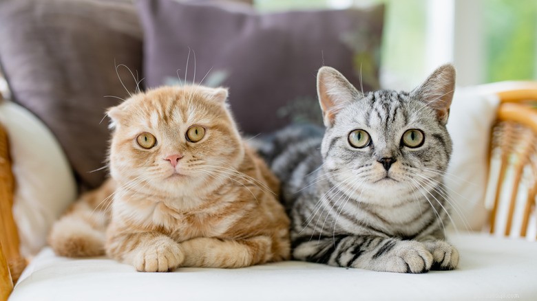 Scottish Fold Cats: Beauty Meets Genetic Health Risks