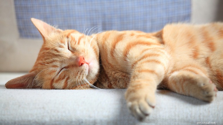 Does Your Cat s Sleep Twitches Signal a Seizure? Signs to Watch and When to Seek Help