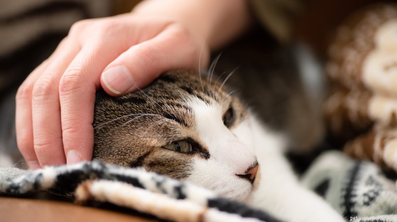 Does Your Cat s Sleep Twitches Signal a Seizure? Signs to Watch and When to Seek Help
